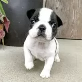 フレンチブルドッグ