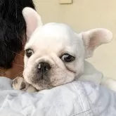 フレンチブルドッグ