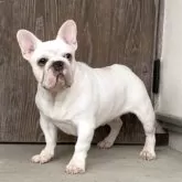 フレンチブルドッグ