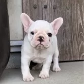 フレンチブルドッグ