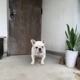 フレンチブルドッグ【静岡県・男の子・2025年3月11日・ホワイト/クリーム】の写真3