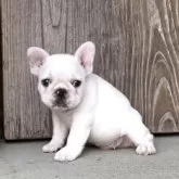 フレンチブルドッグ【静岡県・男の子・2025年8月8日・クリーム】の写真9