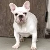 フレンチブルドッグ【静岡県・男の子・2025年3月11日・ホワイト/クリーム】の写真4
