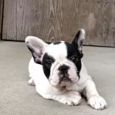 フレンチブルドッグ【静岡県・女の子・2025年8月8日・パイド】の写真3