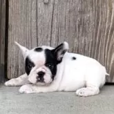 フレンチブルドッグ【静岡県・女の子・2025年8月8日・パイド】の写真11