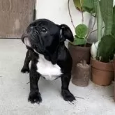 フレンチブルドッグ【静岡県・女の子・2025年6月14日・ブリンドル】の写真11