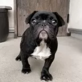 フレンチブルドッグ【静岡県・女の子・2025年6月14日・ブリンドル】の写真9