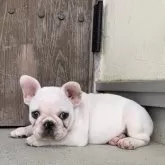 フレンチブルドッグ【静岡県・男の子・2025年8月8日・クリーム】の写真8