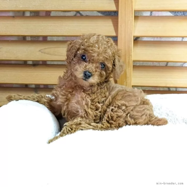 ID:2503-05030の子犬