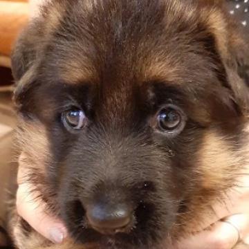 ジャーマン・シェパード・ドッグ【山口県・女の子・2022年6月14日・ブラック&タン】の写真「元気な女の子です❣️」