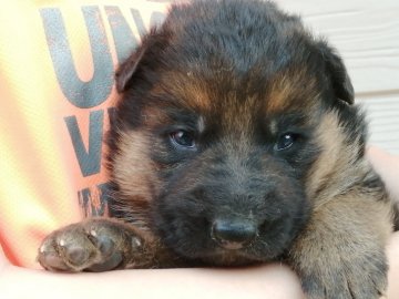 ジャーマン・シェパード・ドッグ【山口県・男の子・2020年5月16日・ブラックタン】の写真「お父さん外産　元気な男の子　」