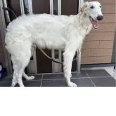 ボルゾイ