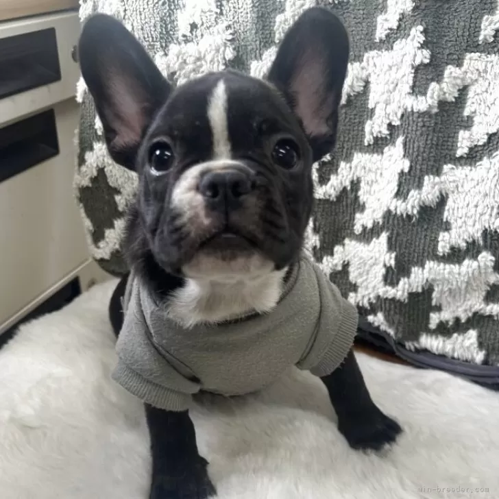 T.S 様のお迎えした子犬