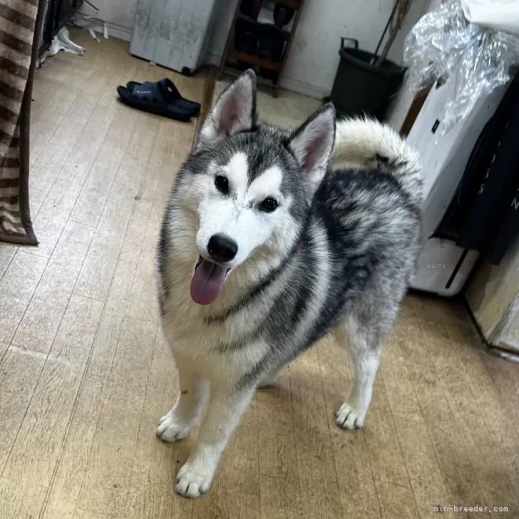 ID：2507-06740の子犬