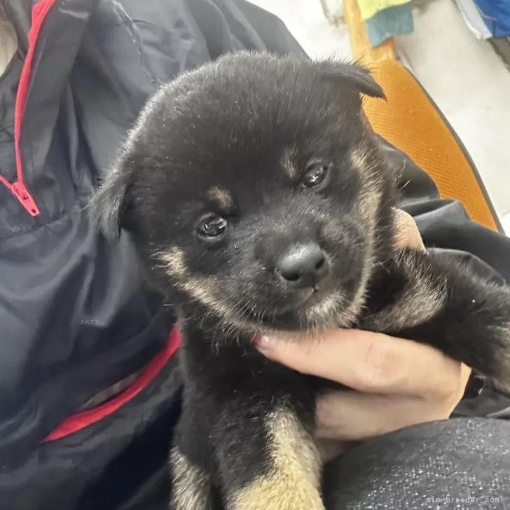 ID:2412-04361の子犬