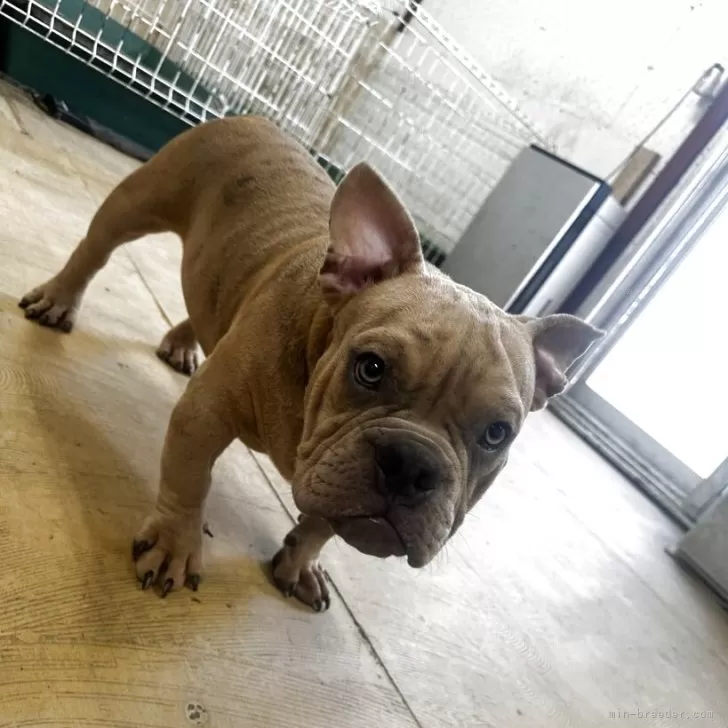 ID:2504-04283の子犬