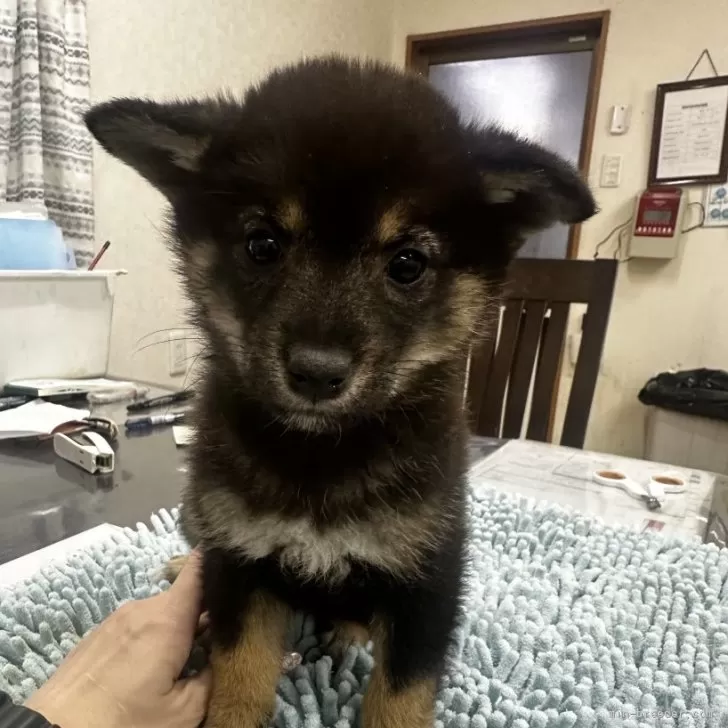 ID:2501-06924の子犬