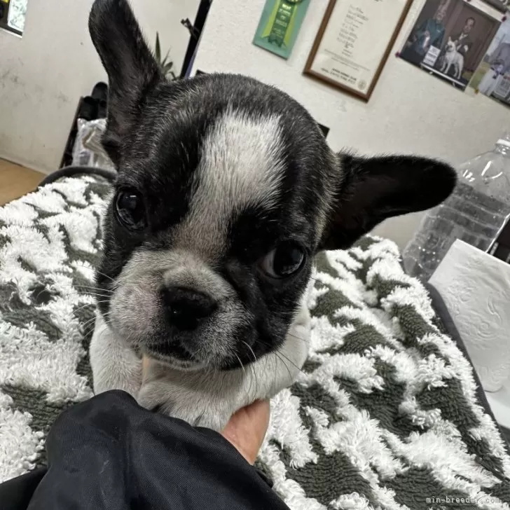 ID:2501-01262の子犬