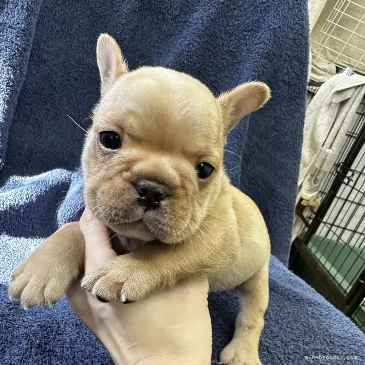 ID:2502-05099の子犬