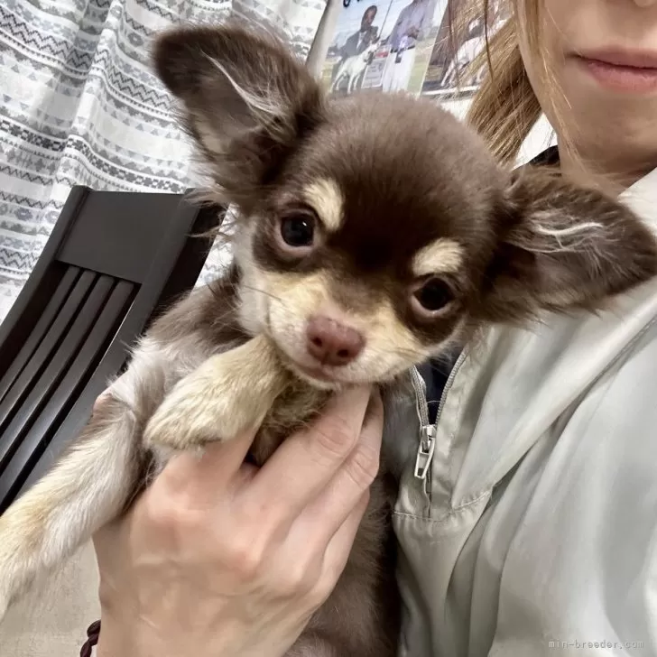ID:2409-07050の子犬