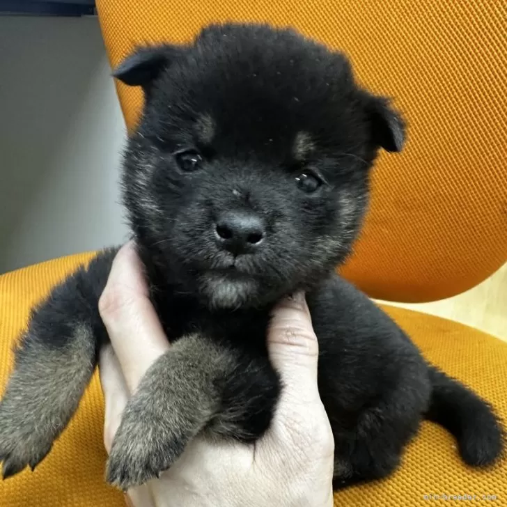 ID:2501-05026の子犬