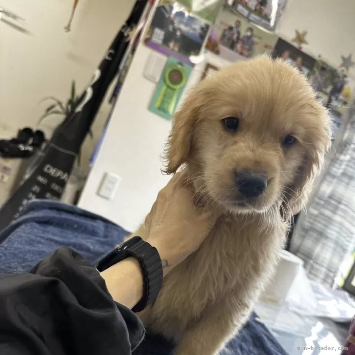 ID:2504-07584の子犬