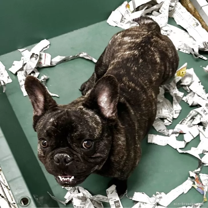ID:2407-05315の子犬