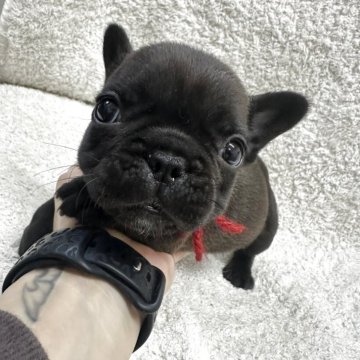 フレンチブルドッグ【千葉県・女の子・2025年12月26日・ブリンドル】の写真「小さい体格の女の子💖」