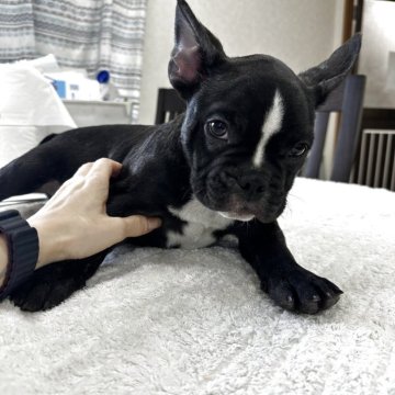ブリンドル(黒・ブラック)のフレンチブルドッグの子犬を探す