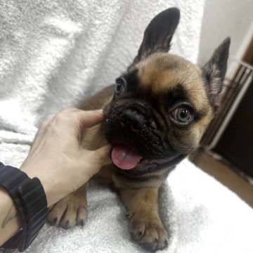 フレンチブルドッグ【千葉県・男の子・2025年6月26日・フォーン(レッド)】の写真「グリーンアイが魅惑的は男の子💓‪」