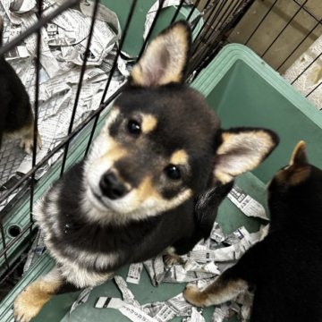 柴犬(標準サイズ)【千葉県・女の子・2024年11月20日・黒】の写真「小柄な女の子🥰💖」