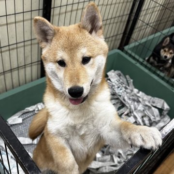 柴犬(標準サイズ)【千葉県・男の子・2024年11月9日・赤】の写真「マイペースな男の子😍💖」