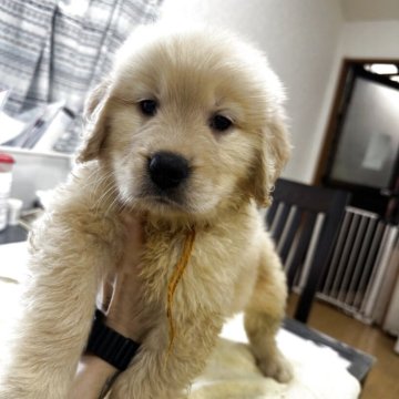 ゴールデンレトリバー【千葉県・女の子・2025年6月12日・ゴールド】の写真「チャンピオン直子の女の子💛」