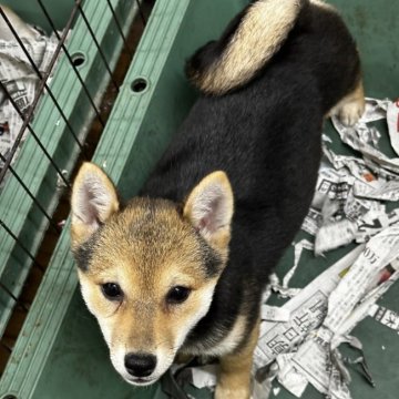 柴犬(標準サイズ)【千葉県・女の子・2024年11月20日・黒】の写真「大人しい女の子⭐」