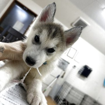 シベリアンハスキー【千葉県・女の子・2025年6月2日・シルバー&ホワイト】の写真「体格しっかりめ女の子👧♡」