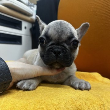 フレンチブルドッグ【千葉県・女の子・2025年8月3日・フォーン】の写真「可愛い女の子💗💗💗」
