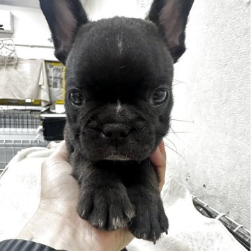 フレンチブルドッグ【千葉県・男の子・2025年5月2日・ブリンドル】の写真「大人しい性格の男の子☺️☺️」