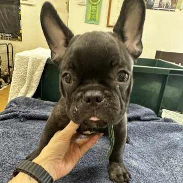 フレンチブルドッグ【千葉県・男の子・2025年5月13日・ブリンドル】の写真「かわいいお顔の男の子😍😍」