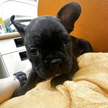 フレンチブルドッグ【千葉県・男の子・2025年9月22日・ブリンドル】の写真「甘えん坊の男の子💙💙」