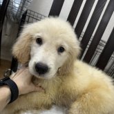 ゴールデンレトリバー