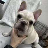 フレンチブルドッグ