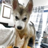 シベリアンハスキー