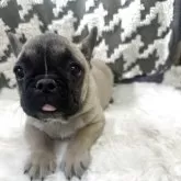 フレンチブルドッグ