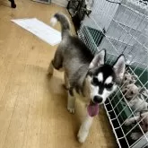 シベリアンハスキー