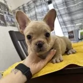 フレンチブルドッグ