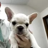 フレンチブルドッグ