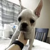 フレンチブルドッグ
