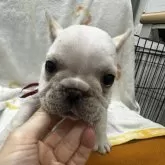 フレンチブルドッグ