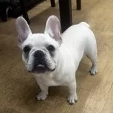 フレンチブルドッグ