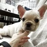 フレンチブルドッグ